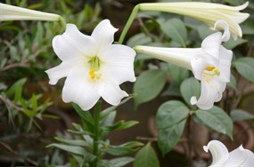 高清唯美百合花图片下载